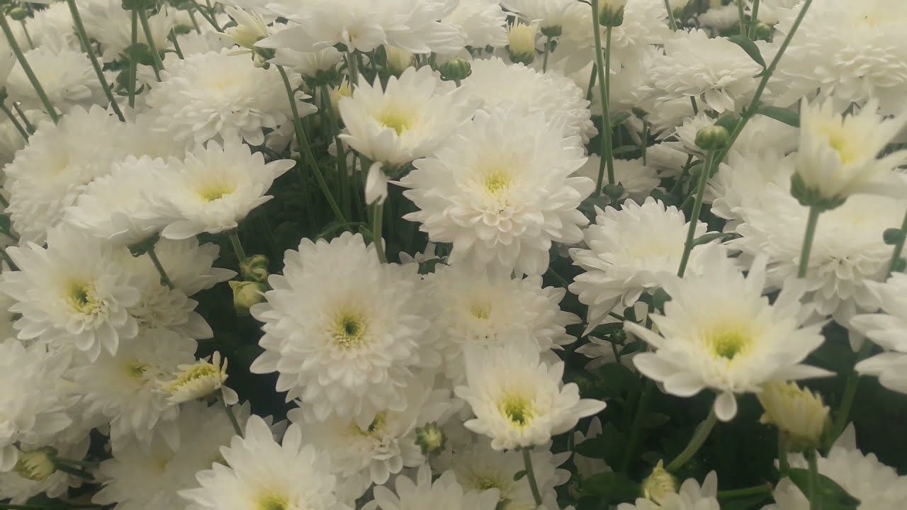 chrysanthemum flowers