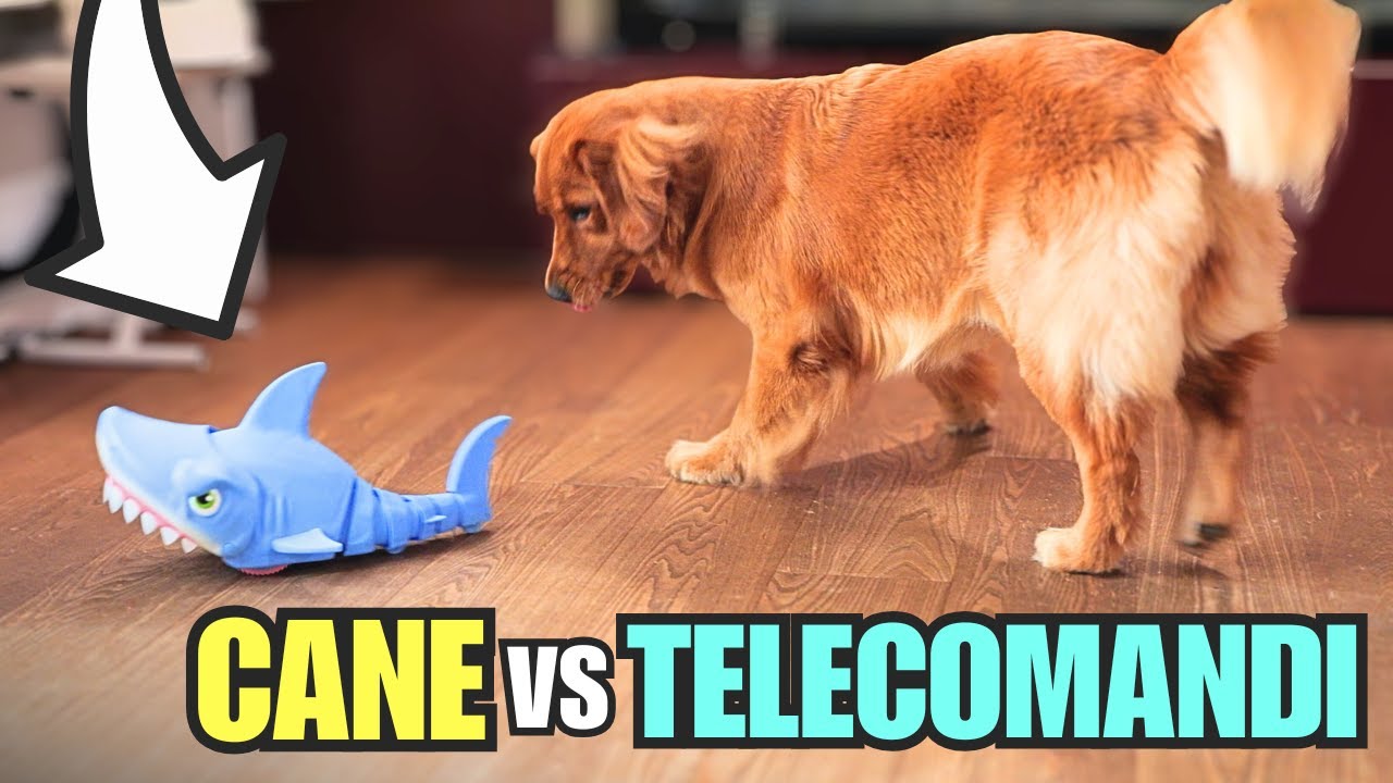 CANE REAGISCE A GIOCHI TELECOMANDATI in casa