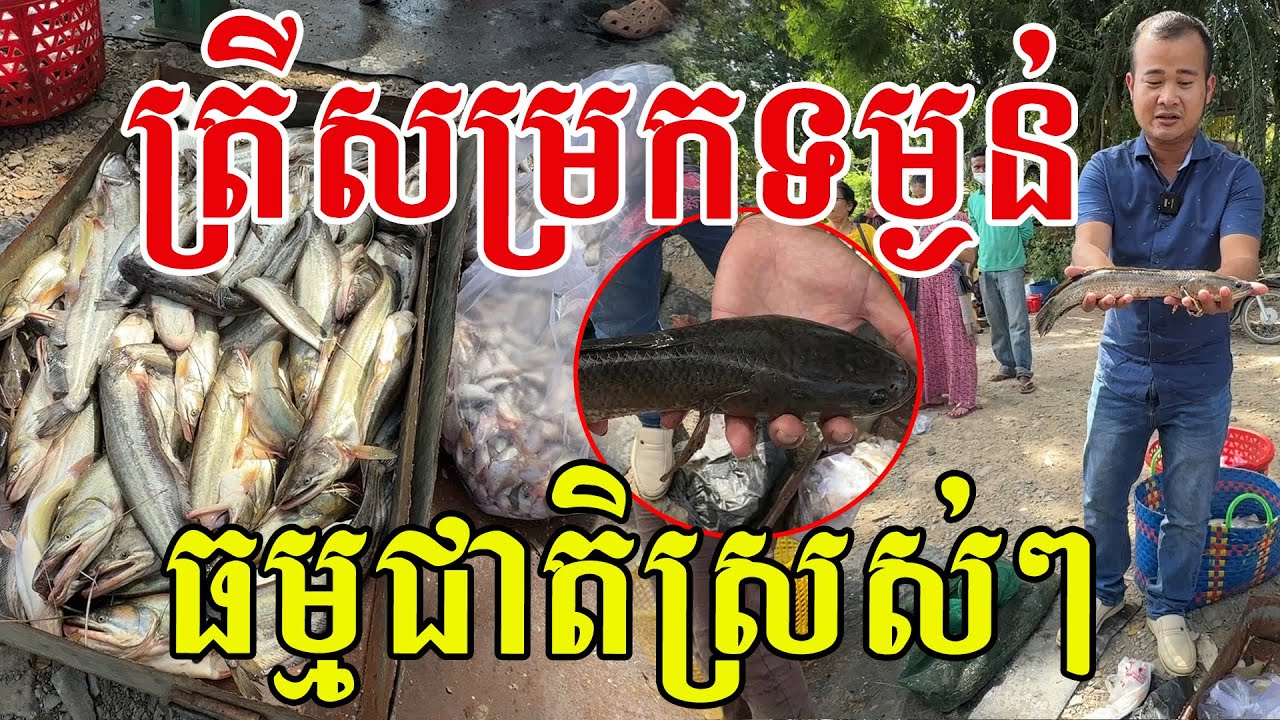 ត្រីសម្រកទម្ងន់​ ធម្មជាតិពីបឹងស្រស់ៗ​ សូមសរសេីរពូកែរកមែន