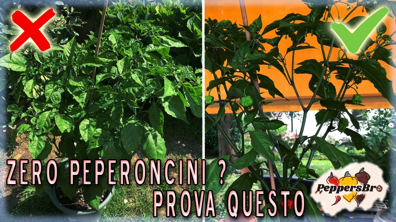 NIENTE PEPERONCINI sulla PIANTA? Prova questa TECNICA [Episodio 12]