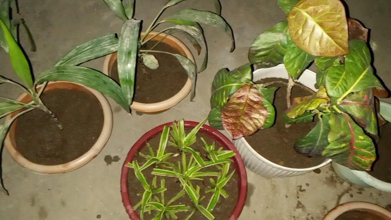 How to report croton plant 