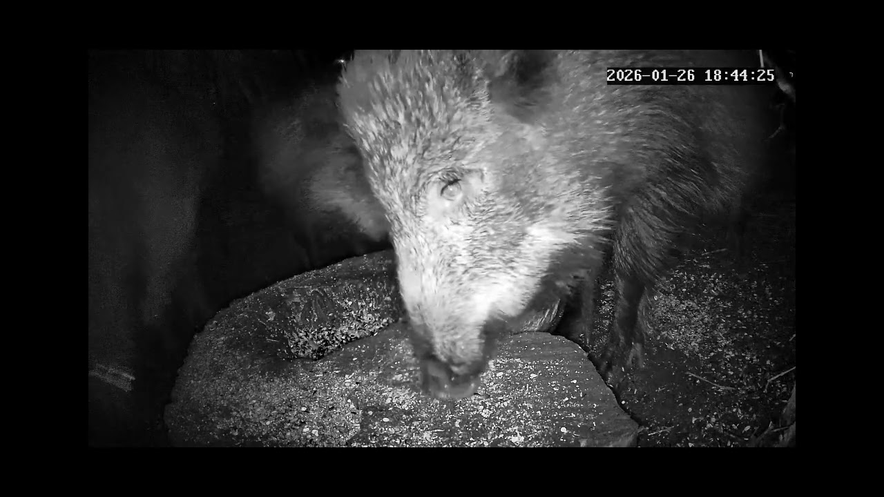 Stali bywalcy 🐗@stanisławx83 Ruda Śląska 26.01.2026