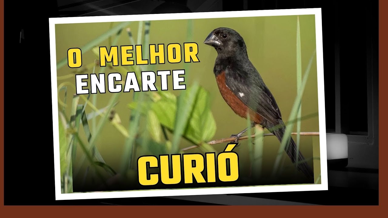 ESQUENTE E ENCARTE DO CURI&Oacute; OU AVINHADO  LEVANTAR SEU P&Aacute;SSARO (Sporophila angolensis).