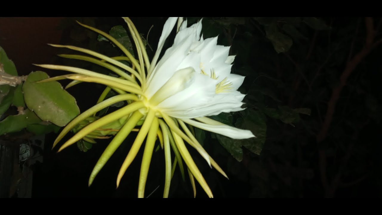 Cactus: Plantation en plein terre