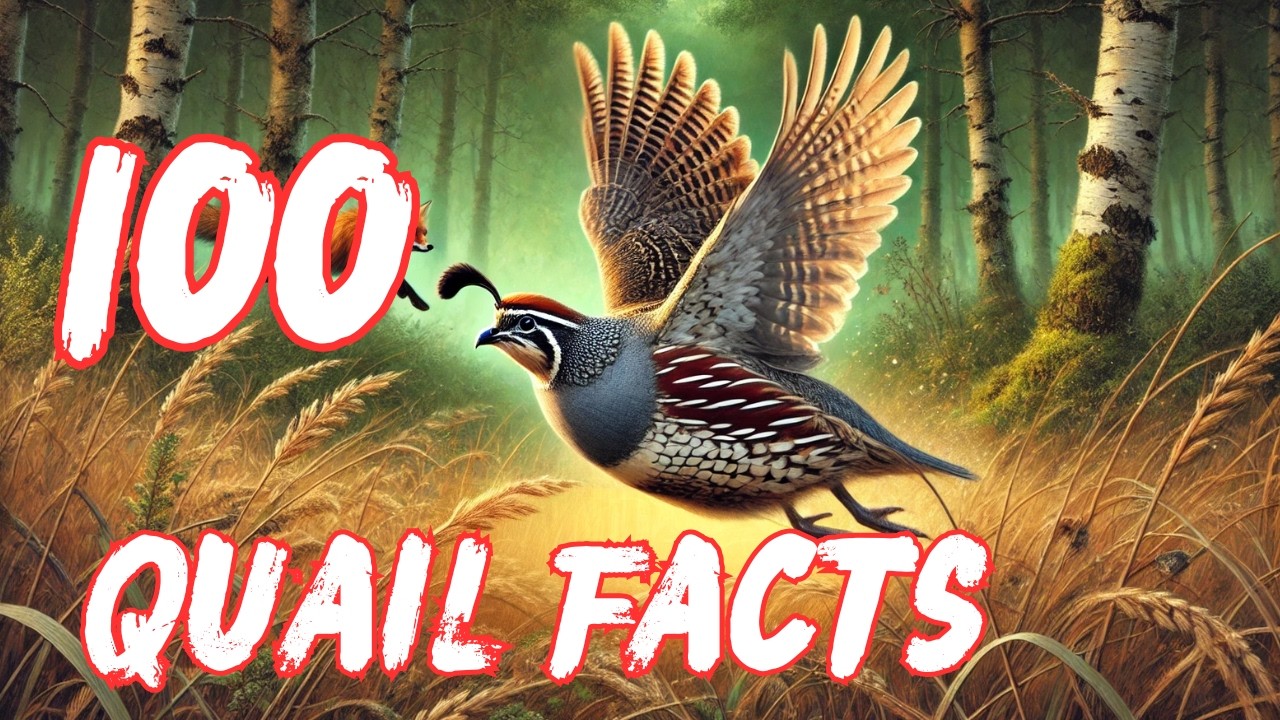 Get to Know Quail: 100 Inspiring Facts! 🐦