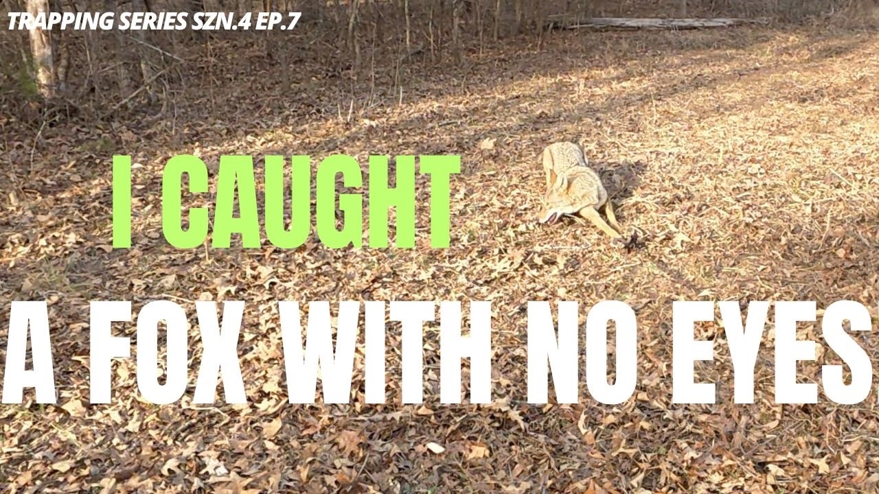 I caught a fox with no eyes!  (trapping series Szn4 ep.7)