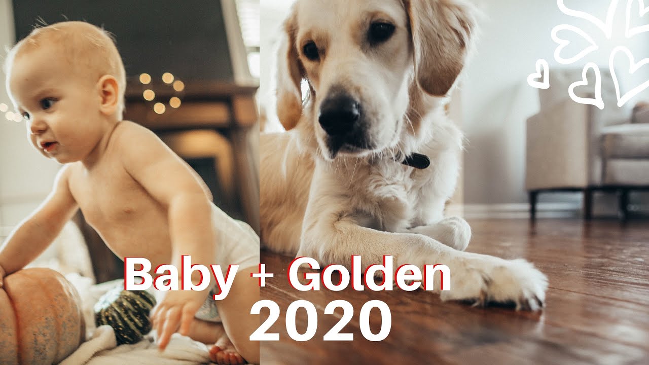 Cutest English Retriever And His Kids | Puppies And Babies | Lauren Stewart