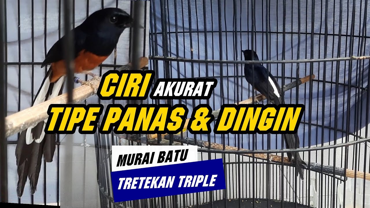 Ciri akurat MURAI TIPE PANAS dan tipe dingin