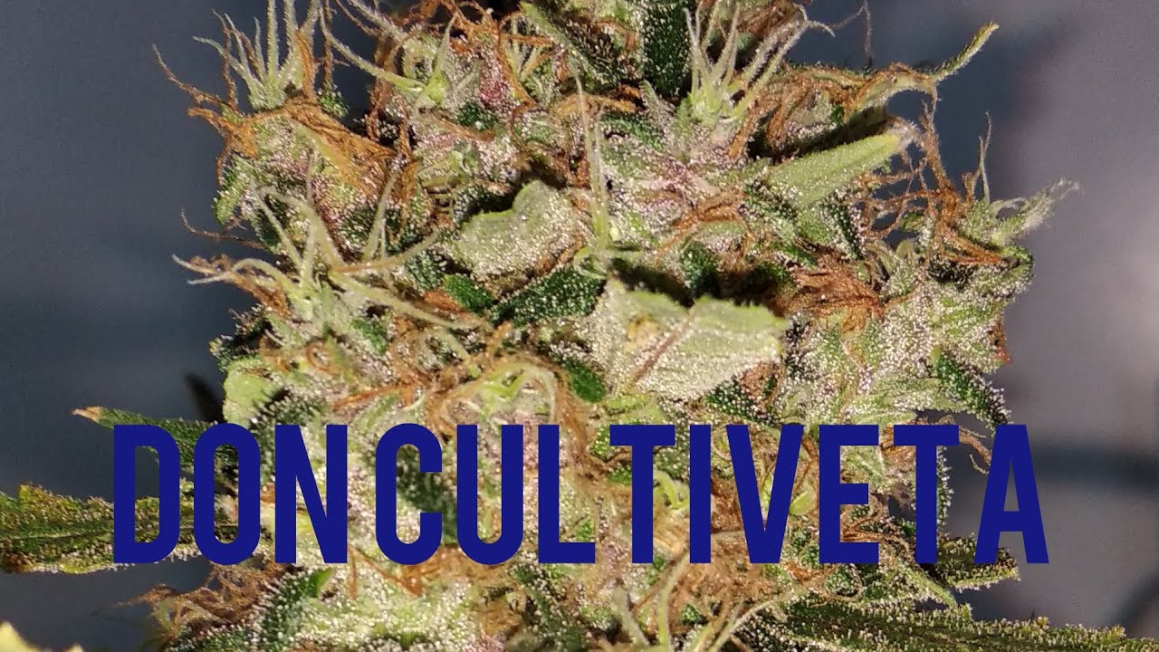 Purple Pyramid Seeds Seguimiento Exterior Parte 7