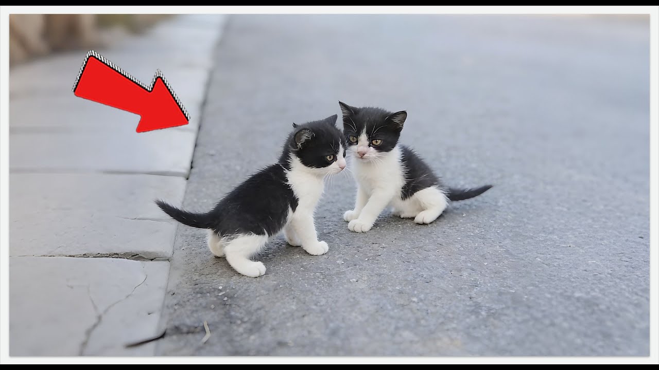 От бездомной грязной собачки до офисной суперзвезды: невероятное 70-дневное путешествие котенка 🐱...