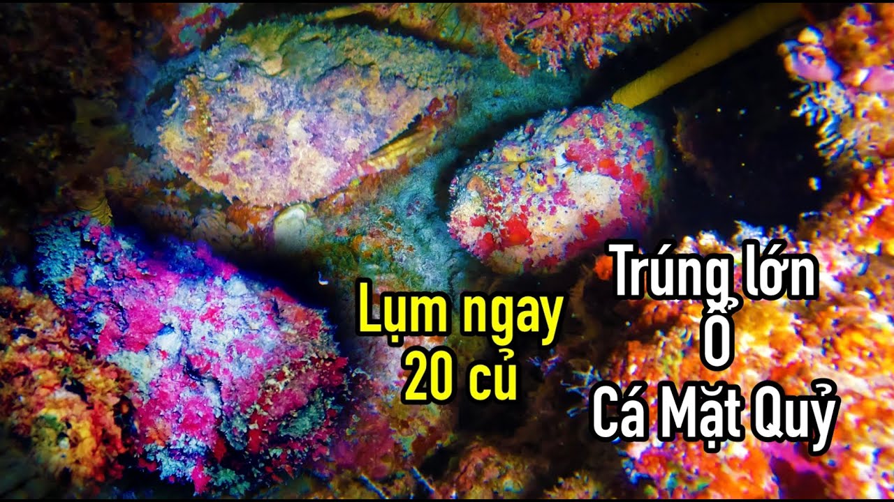 Đêm Lặn Tại Đảo Sơn Ca Trường Sa Việt Nam | Trúng Lớn Ổ Cá Mặt Quỷ Siêu Giá Trị