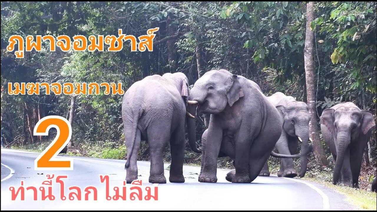 ภูผาจอมซ่าส์ เมฆาจอมกวน 2 (ท่านี้โลกไม่ลืม)