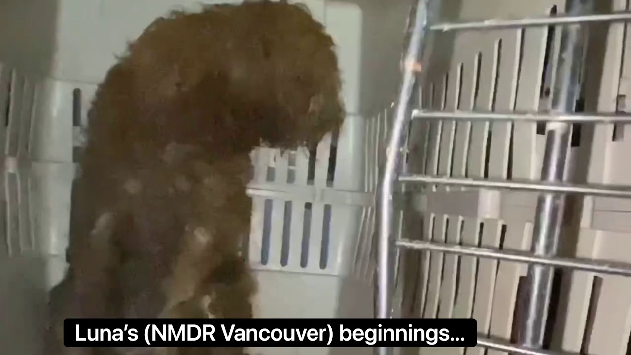 UPDATE: Neglected & Terrified Puppy Mill Survivor Thrives in Forever Home - Luna’s Story