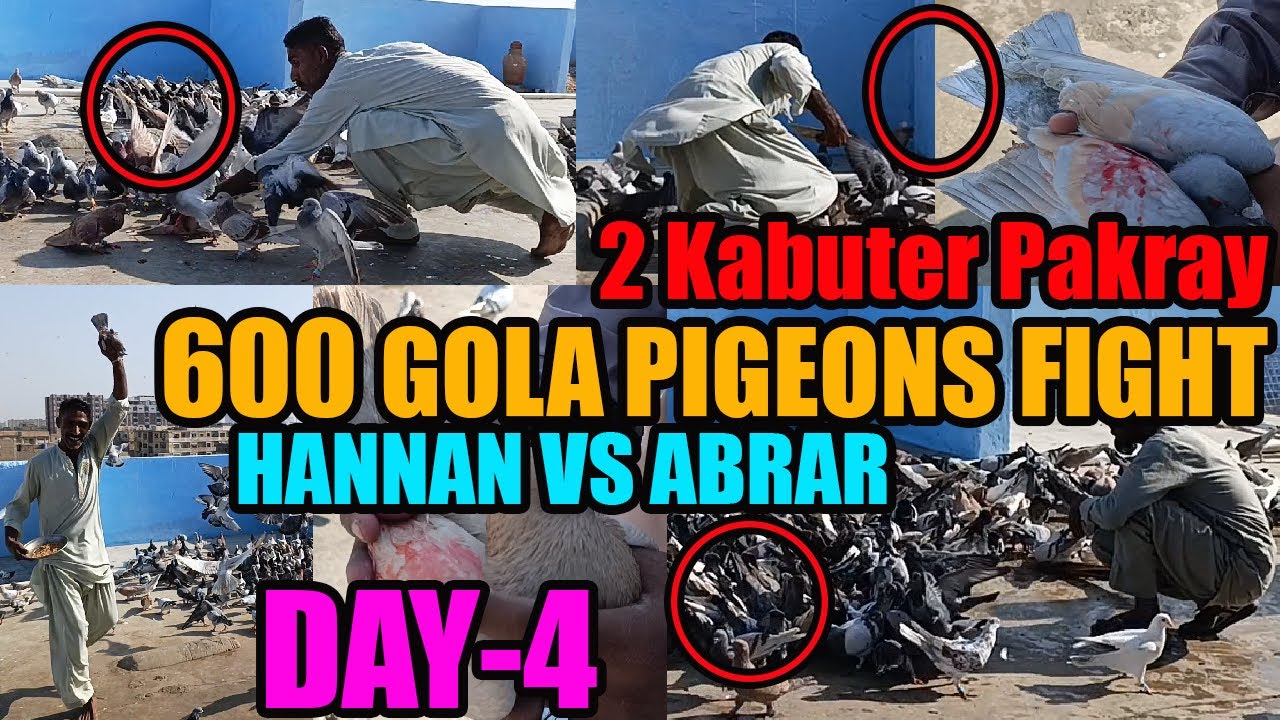 600 Gola Pigeons Fight Loft DAY-4 Kabooteron Ki Larraya Hannan VS Abrar Catching 2 Kabootar Pakray