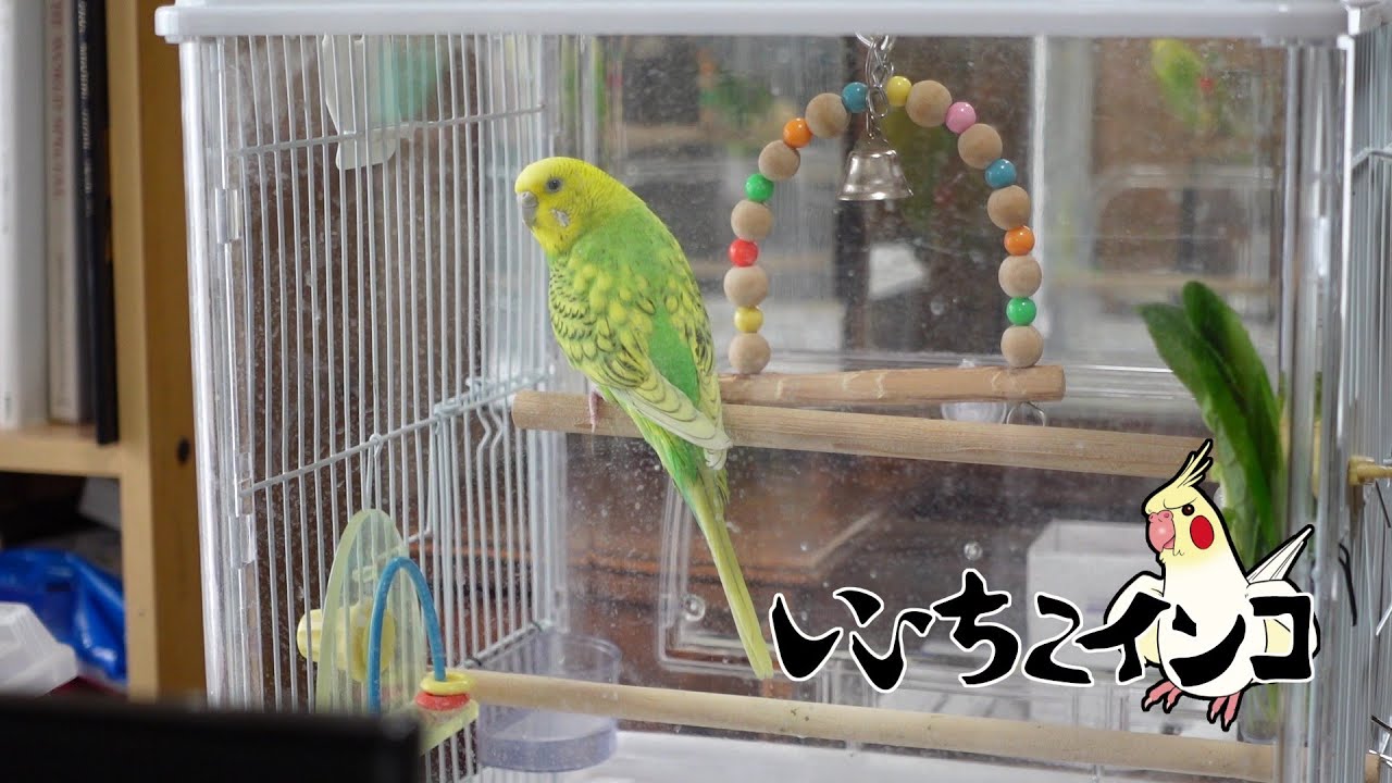 チビ太、お迎え初日（9月14日の様子）