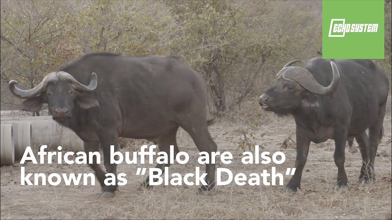 The Buffalo Kills More Hunters than any other animal in Africa