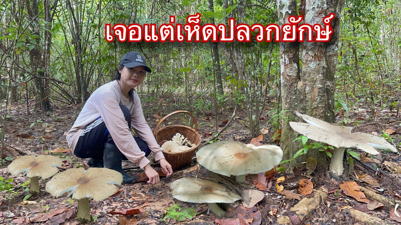 ป๊าดๆสุดยอดความโชคดีวันนี้‼️น้องอิ๋วหายไปหลายวันกลับมาพร้อมกับเห็ดปลวกยักษ์ดีใจสุดๆ
