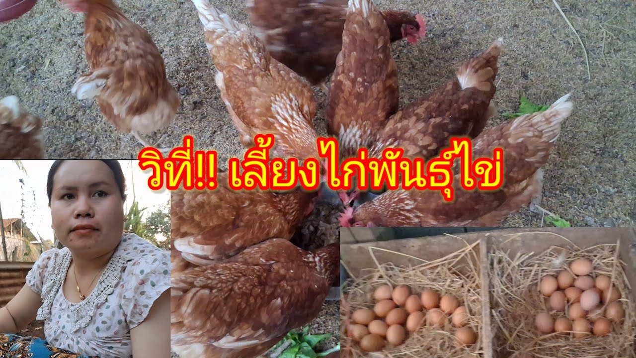 วิธีเลี้ยงไก่พันธุ์ไข่ 9 มกราคม ค.ศ. 2026#ฝากกดติดตามด้วย 