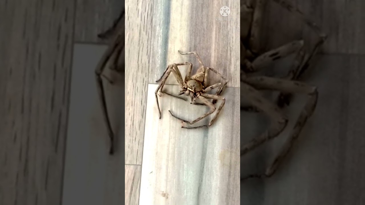 blue winged spider wasp gets its prey#shorts