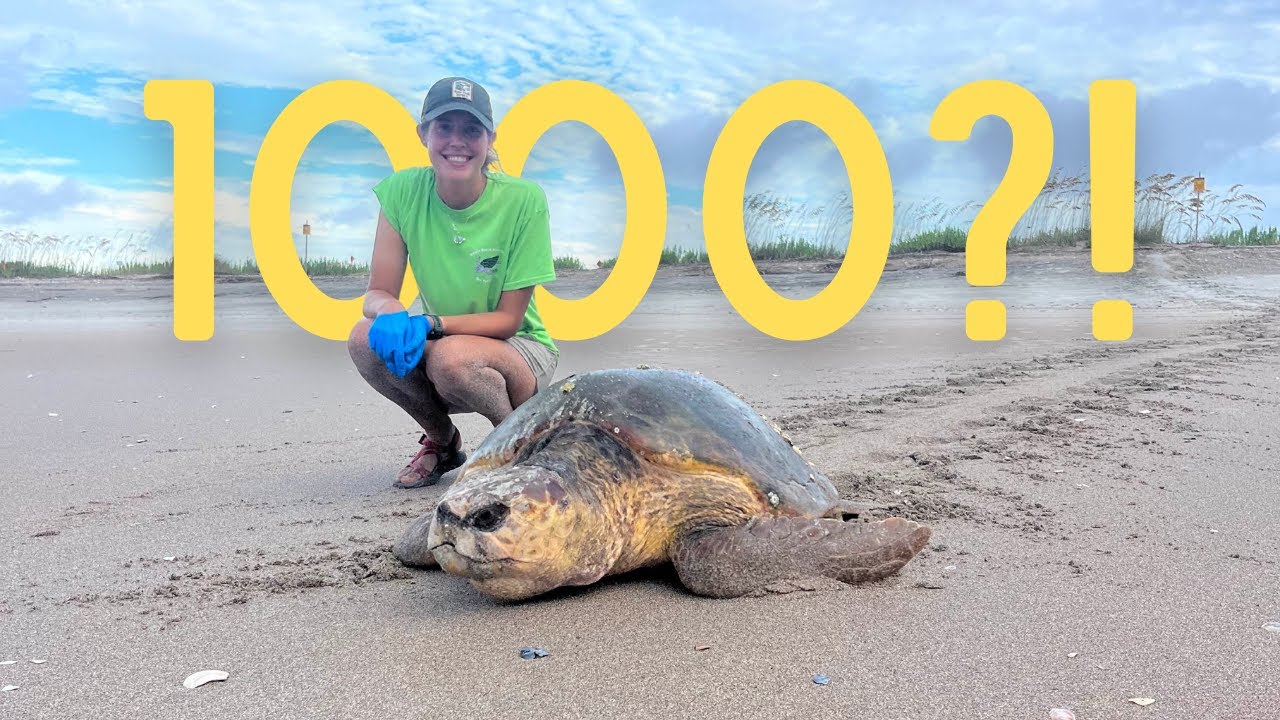 1000 подписчиков, Новый год, большие планы впереди