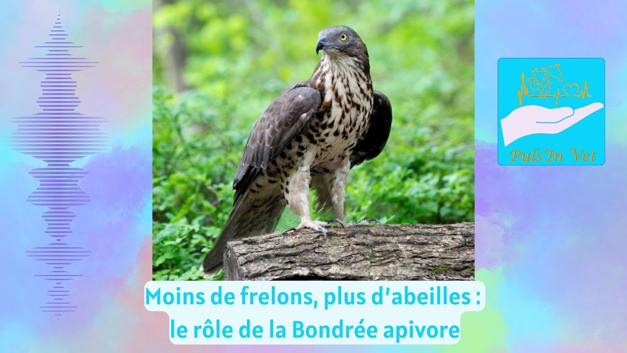 Moins de frelons, plus d’abeilles : le rôle de la Bondrée apivore