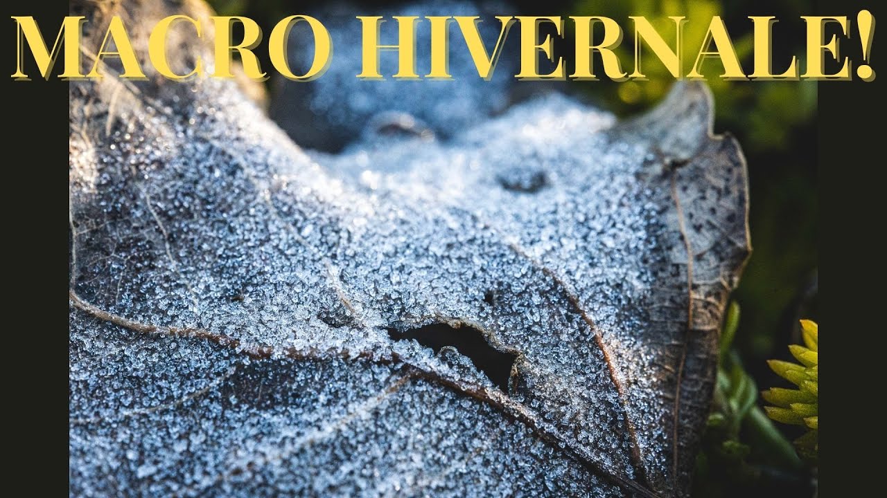 La MACROPHOTOGRAPHIE en HIVER!