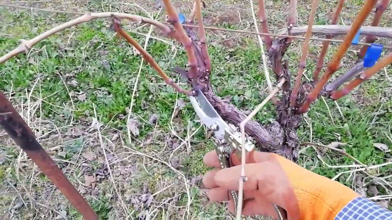 How to Prune Grapevines – Double Guyot Method Explained 🍇