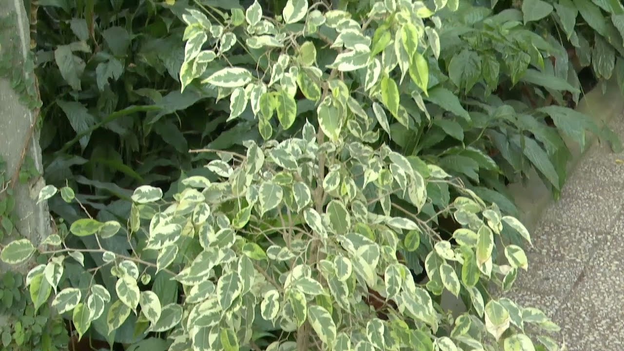 În grădina Danei: Ficus benjamina (@TVR1)