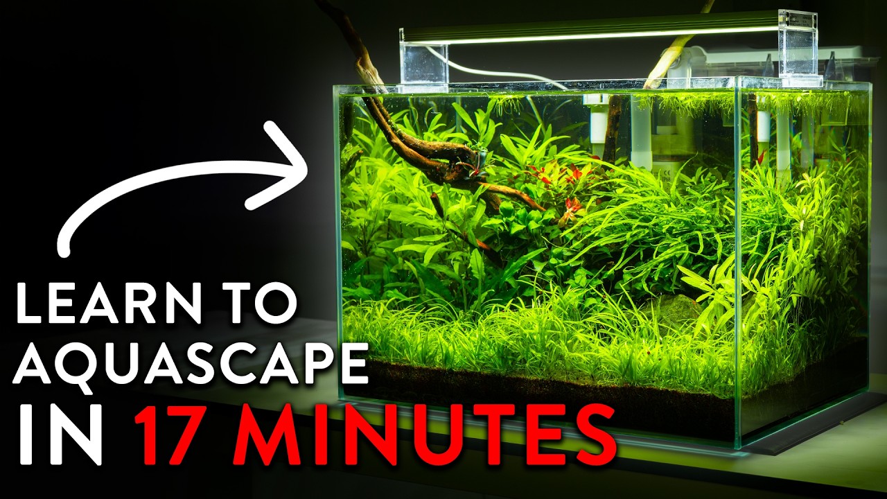 Easy Aquascaping Beginners Tutorial 2026 | A Complete Step By Step Tutorial