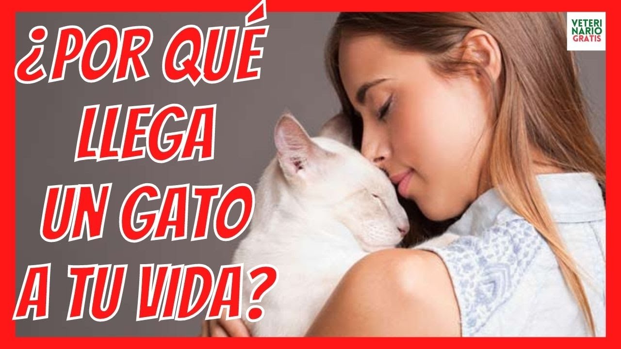 ¿PORQUE LLEGA UN GATO A TU VIDA? 💘 ¿CÓMO ELIGEN LOS GATOS A SUS DUEÑOS?