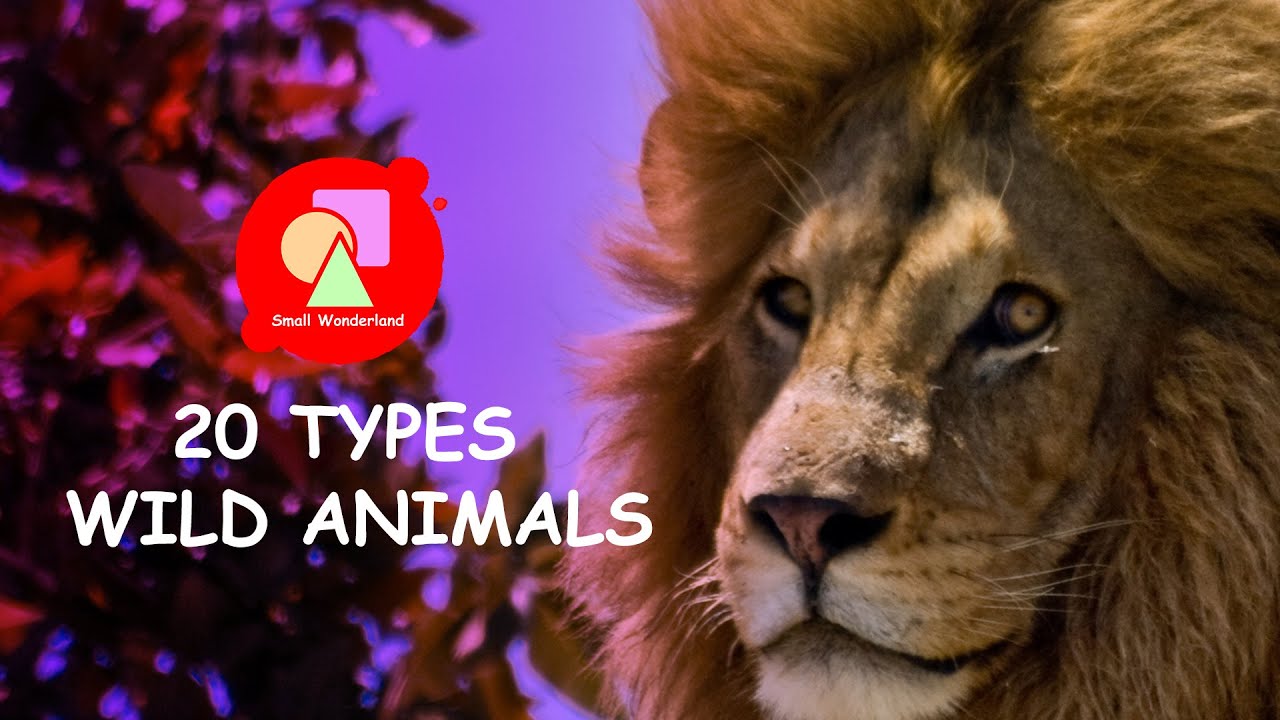 20 Types of Wild Animals