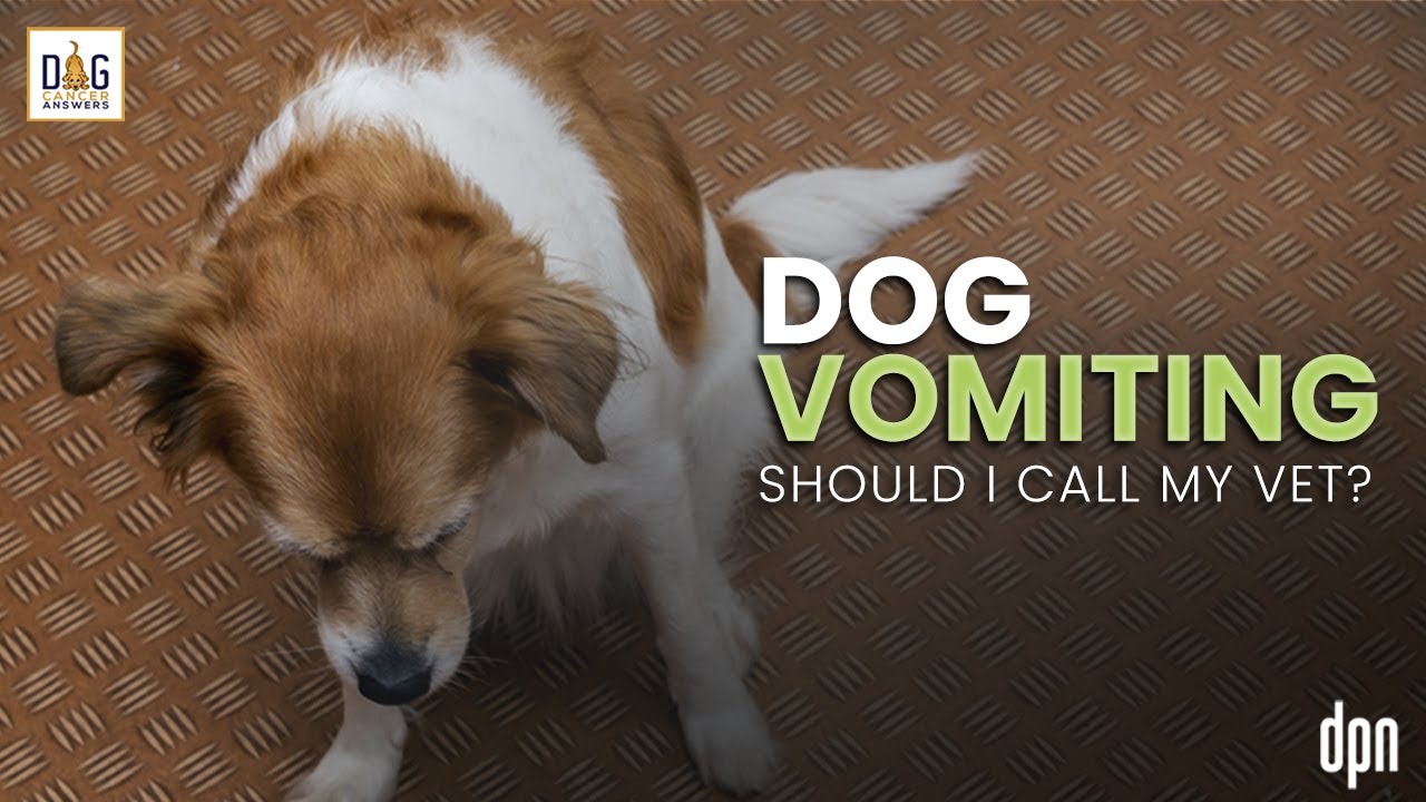 Dog Vomiting: Should I Call My Vet? | Dr. Nancy Reese Deep Dive