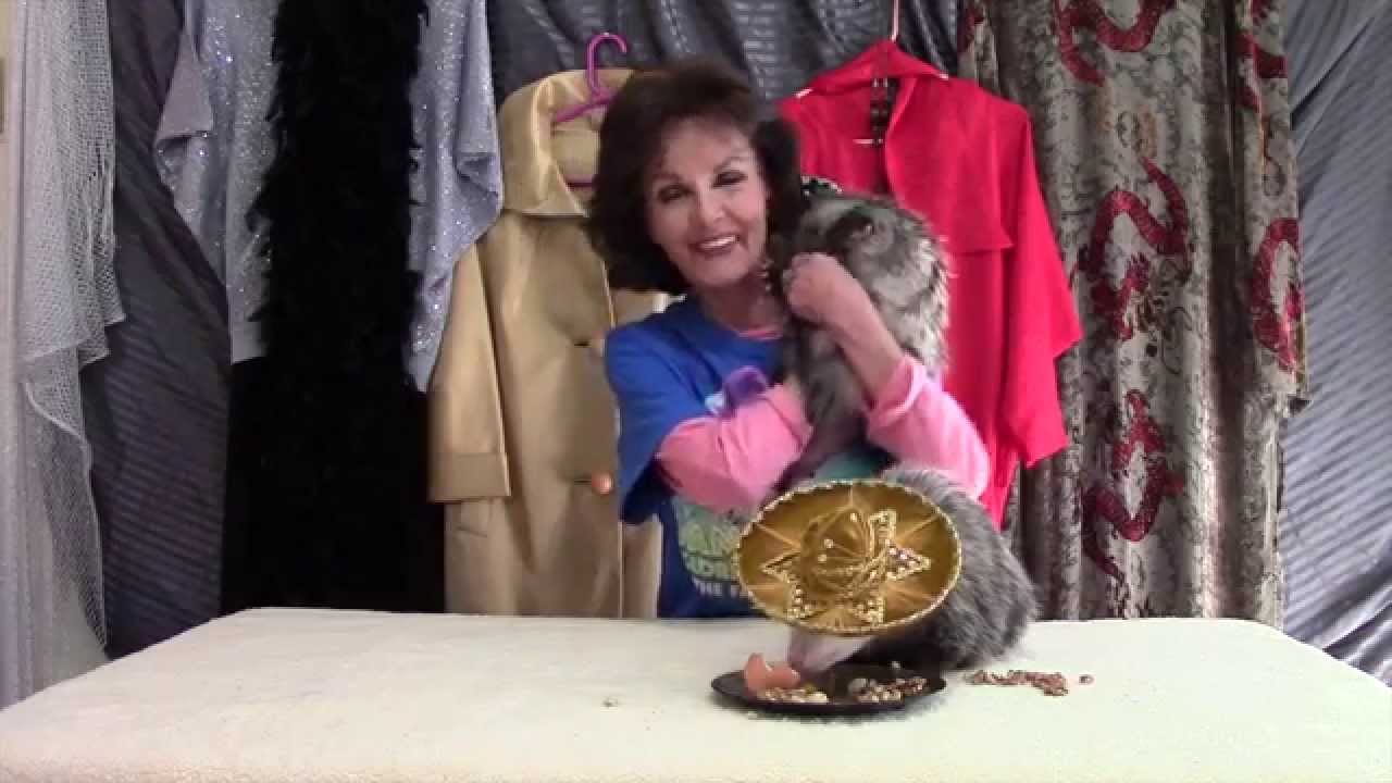 A Proper Possum Celebrity Caper