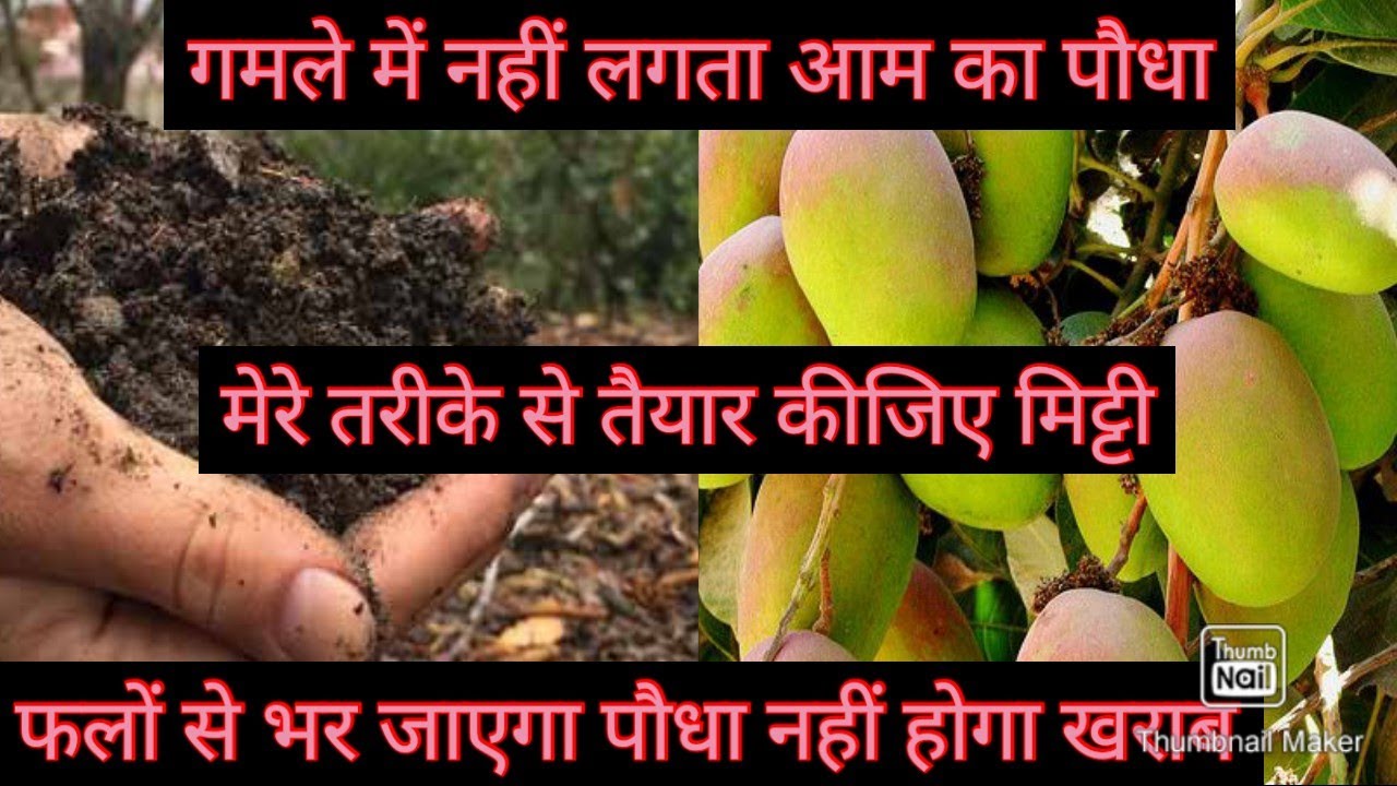आम के पौधे के लिए मेरी तरह तैयार कीजिए मिट्टी एक भी पौधा खराब नहीं होगा गमले में भी लगेंगे आम ही आम