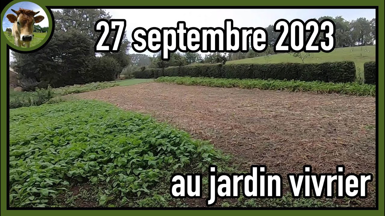 Suivi de culture au jardin vivrier le 27 septembre 2023 + L'importance  du choix variétal !