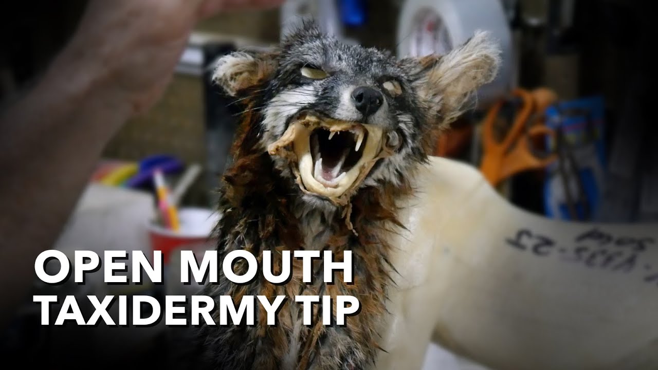 Taxidermy Tutorial Open Mouth Technique Chuck's Tuesday Tips