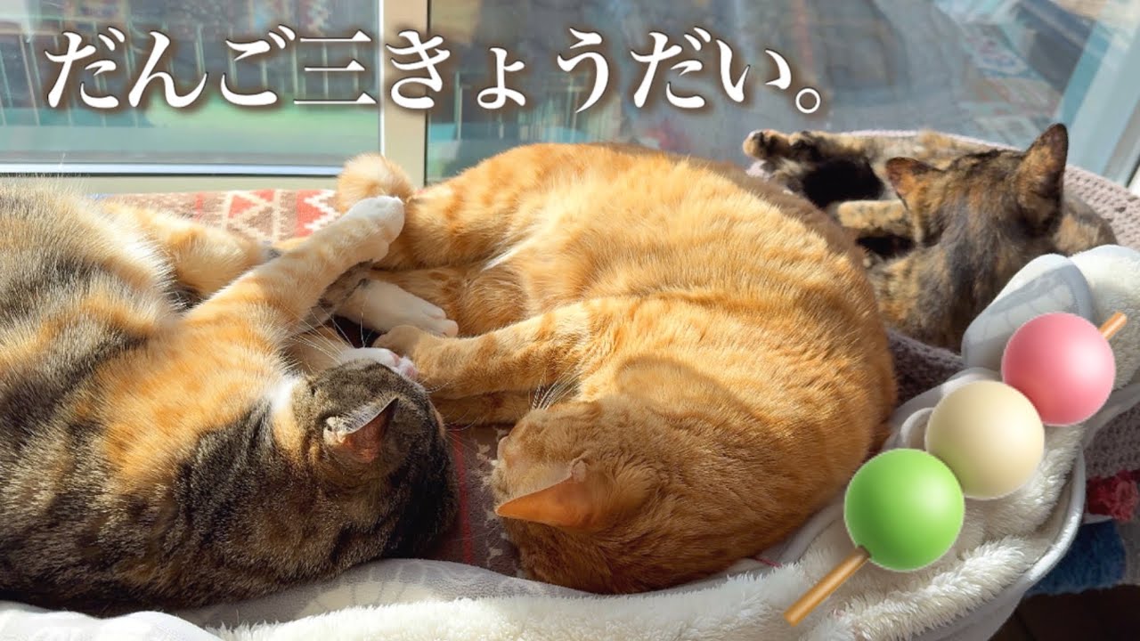 遊んだあとは、だんご3きょうだい。—— 今日の3にゃんず　
