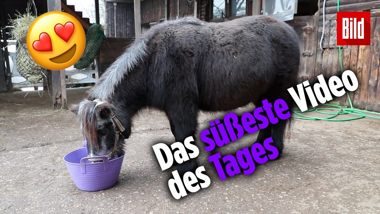 So süß ist das älteste Pony Deutschlands