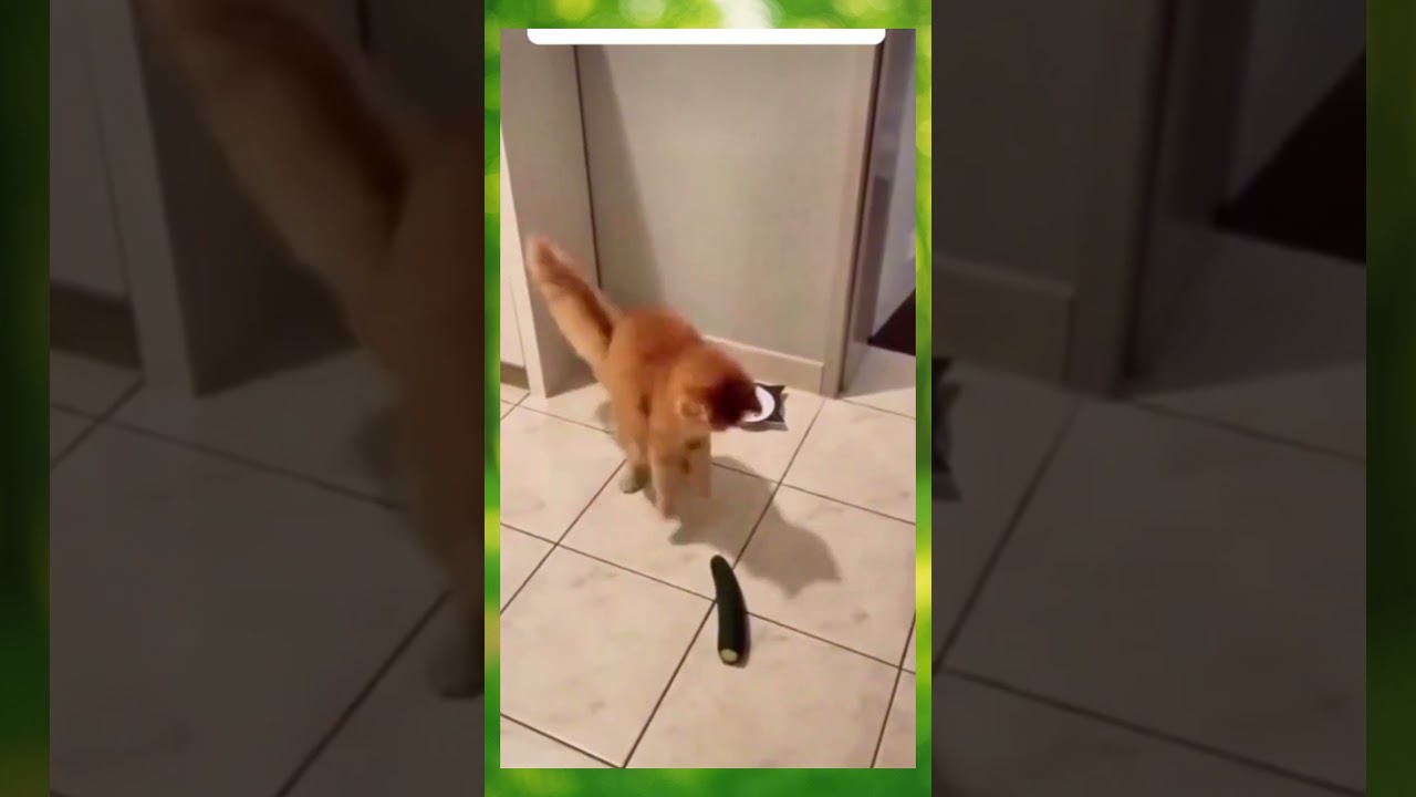 Wait for it... Cat vs Cucumber! 🥒🙀 