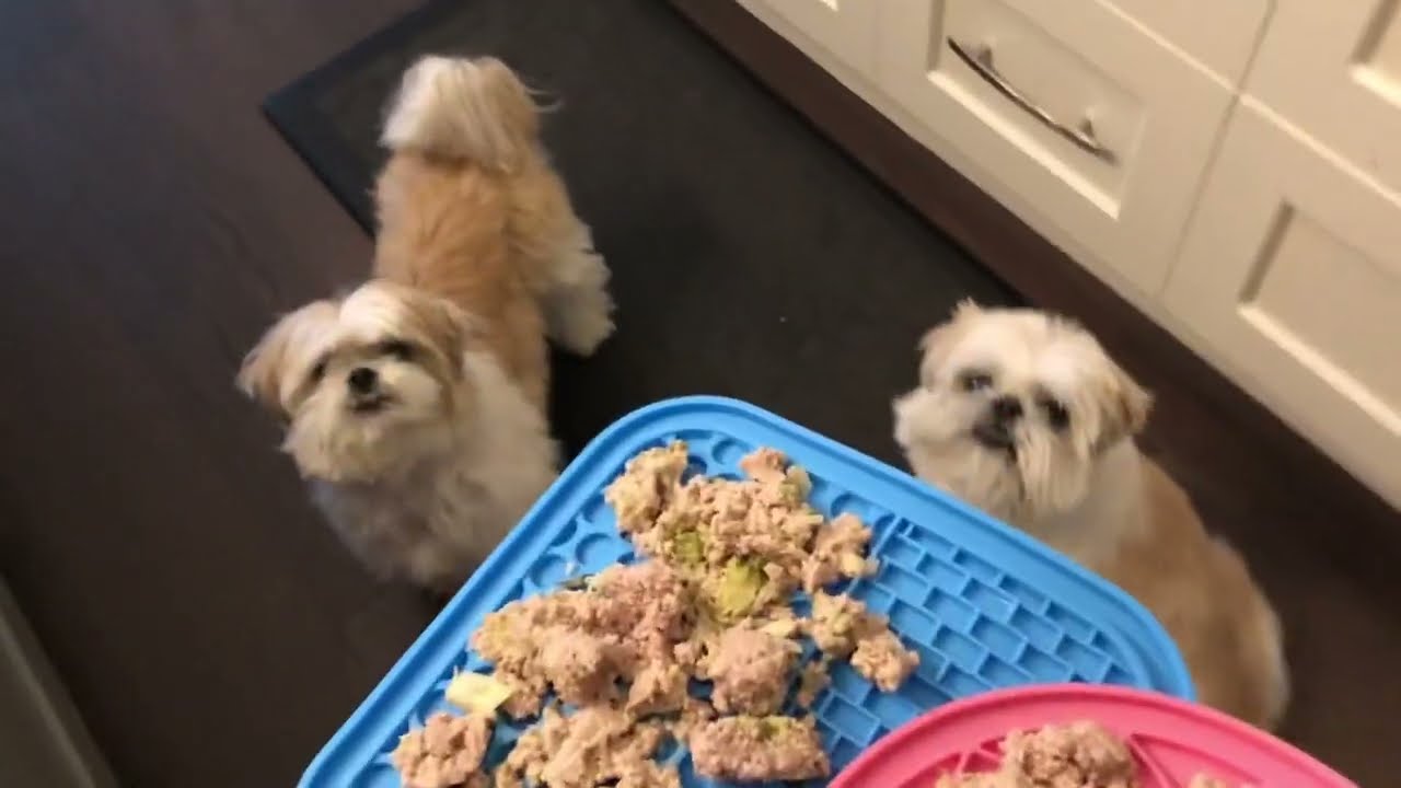 [shih tzu] Fur Baby Eat Too Fast? Try the Slower Feeder Mat