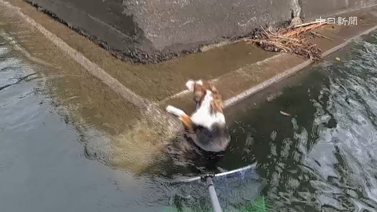 河口に取り残された犬救助　名古屋海上保安部