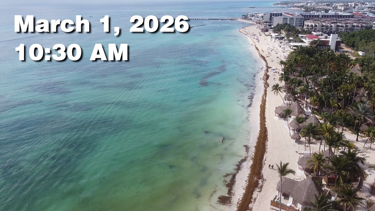 Daily Sargassum Sargasso Seaweed Report at Playa del Carmen, Mexico - March 1, 2026 #sargassum