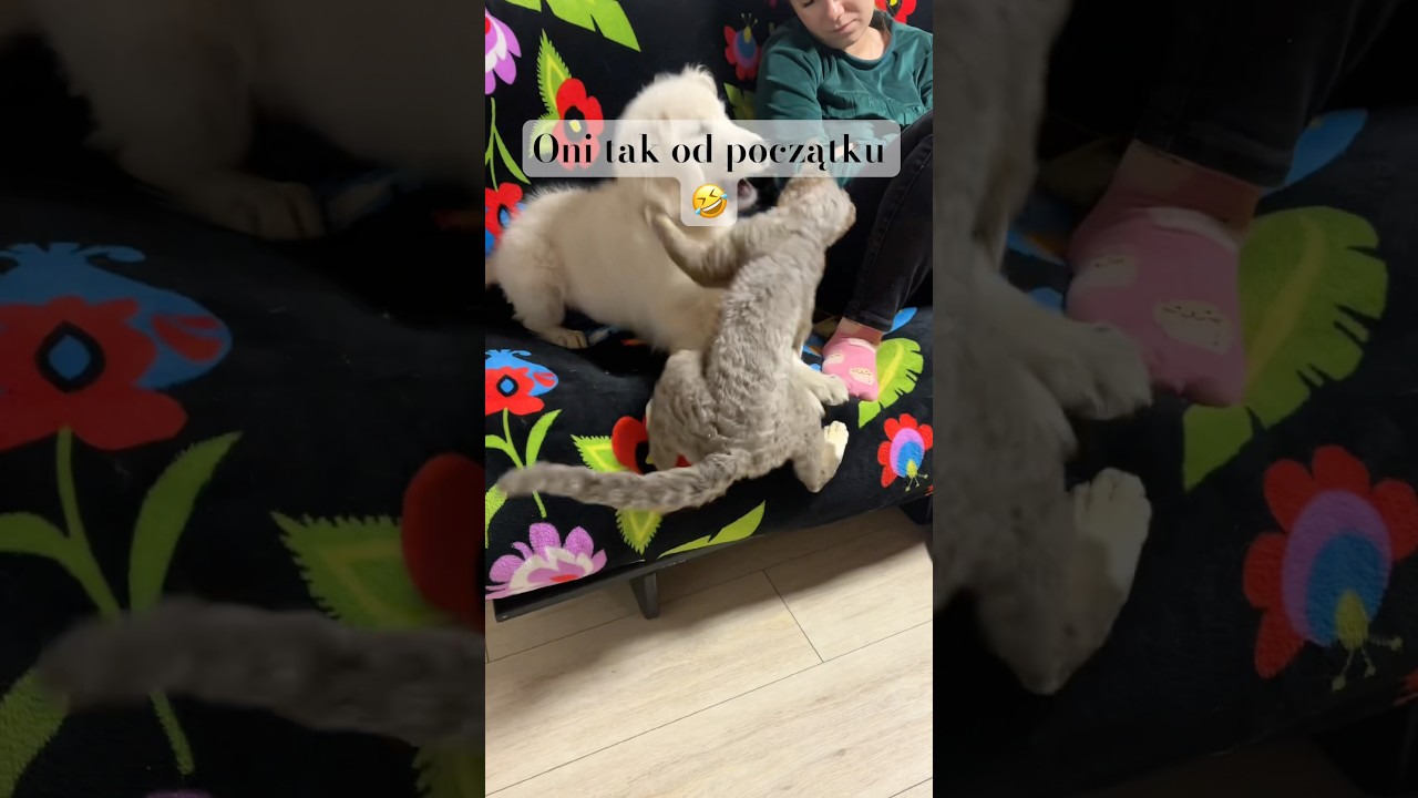Oni tak od zawsze😂#funnycats #funnydogs #viral #viralvideos #goldenretreiver