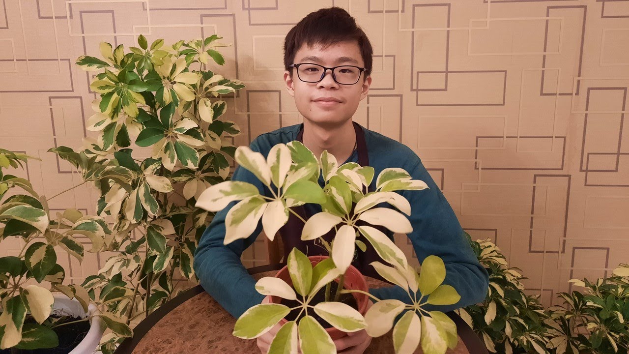 EP 47 Schefflera Plant (Umbrella Tree): Care and propagation. Remove toxins released by cigarettes
