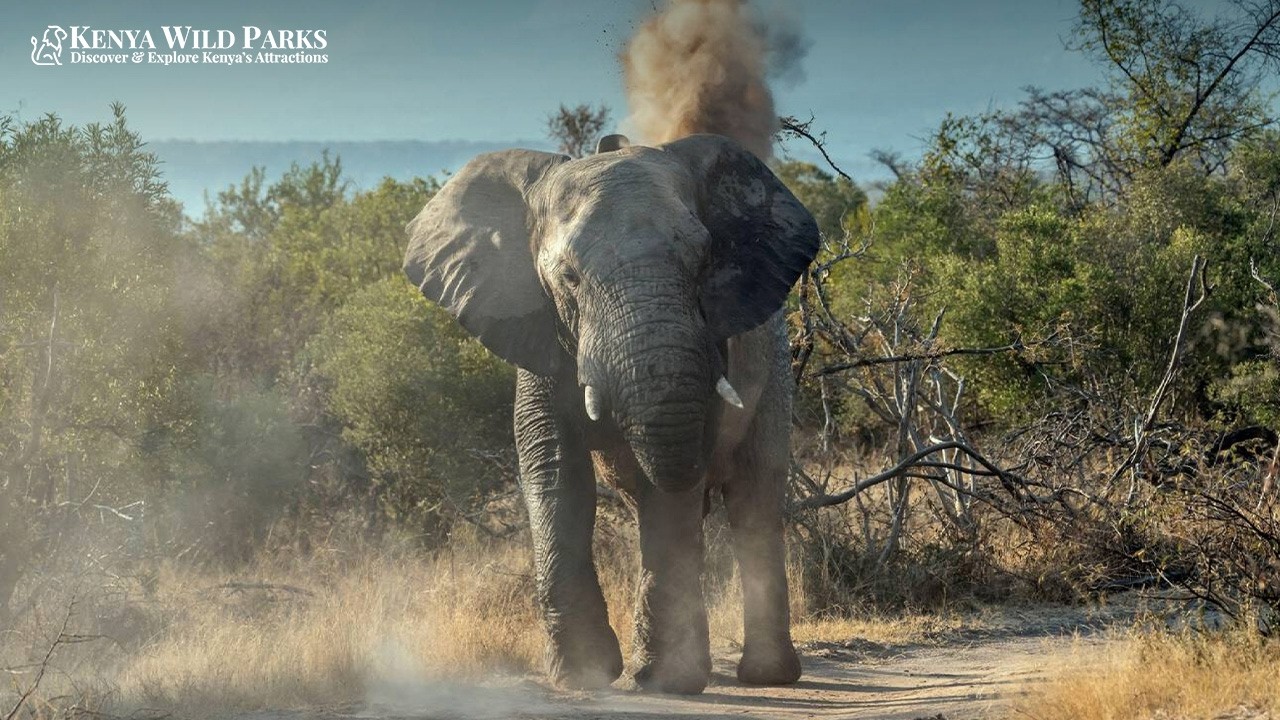 Elephant Charge Survival: Understanding Body Language to Stay Safe