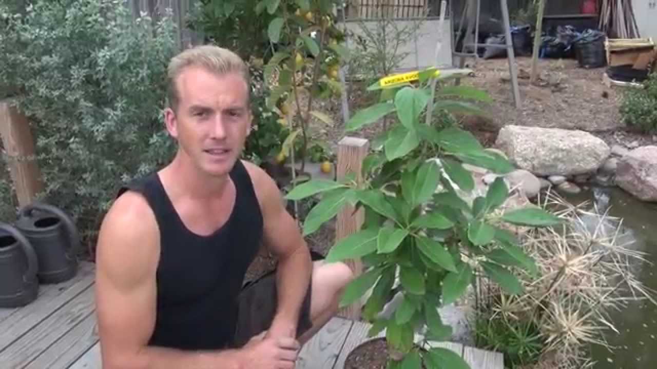 Дерево авокадо из Аризоны 🥑🌳 - Дерево авокадо Аравайпа