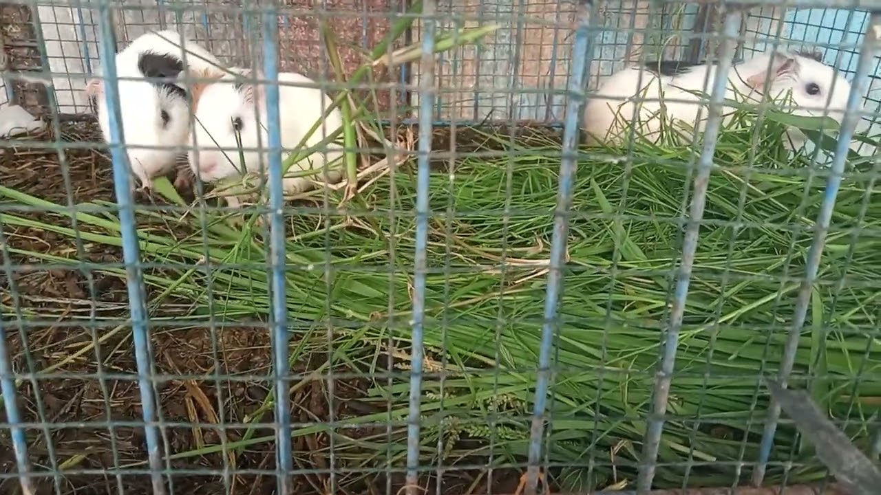 Dunia perhewanan entog end marmut