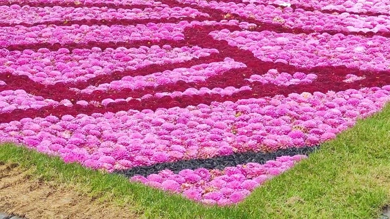 Flower Carpet 2024 || The Grand- Place of Brussels || Ephemerical Creation of Oceane Cornille