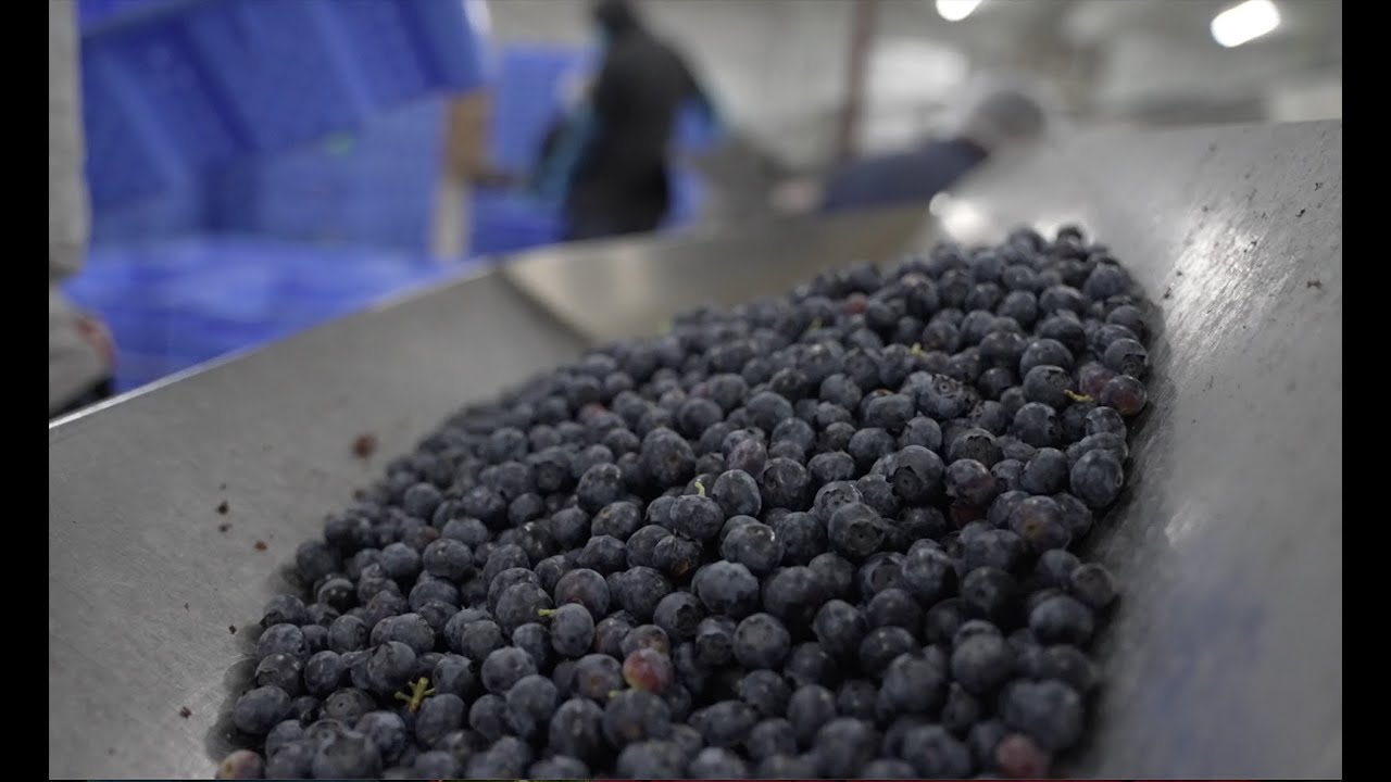 The Fruits of Georgia (Episode 302 of 