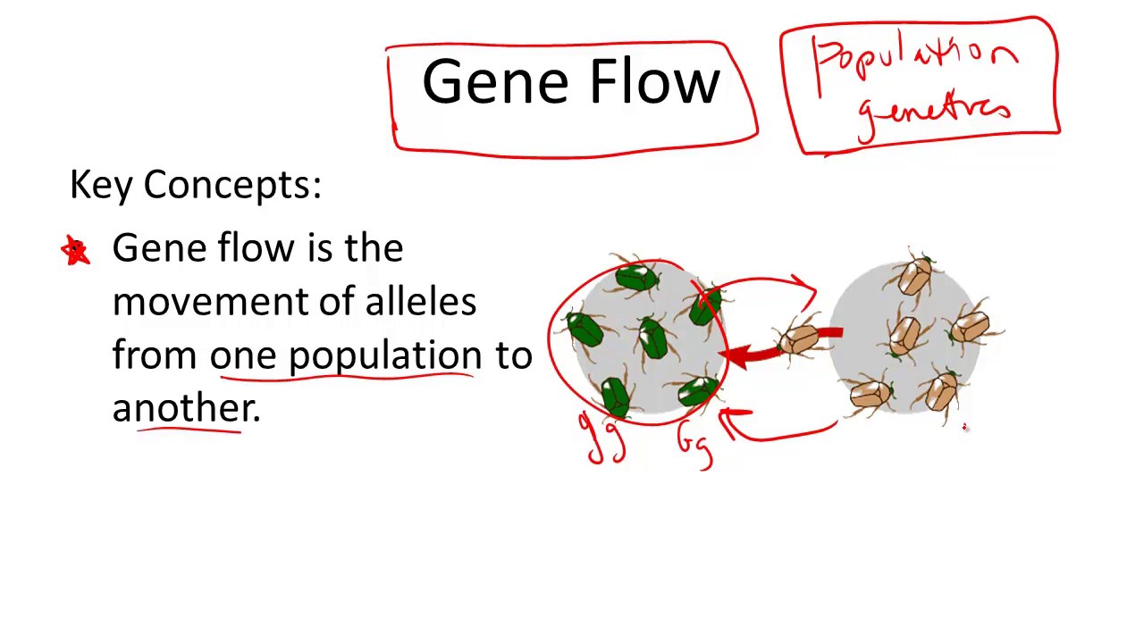 Gene Flow
